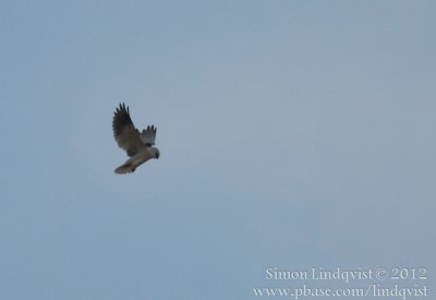 Black-shouldred kite (Elanus caeruleus)