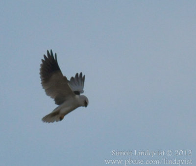 Black-shouldred kite (Elanus caeruleus)