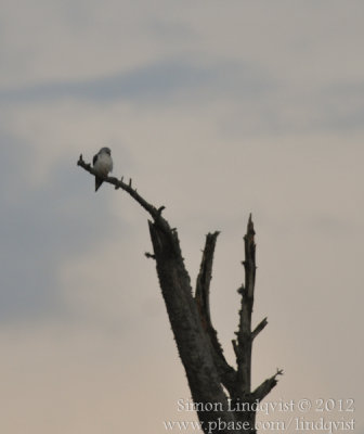 Black-shouldred kite (Elanus caeruleus)