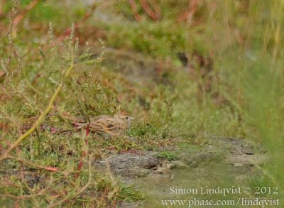 Short-toed Lark (Calandrella brachydactyla)