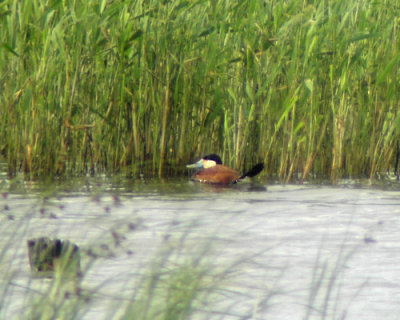 Ruddy duck (Oxyura jamaicensis)