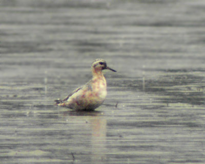 Grey phalarope (Phalaropus fulicarius)