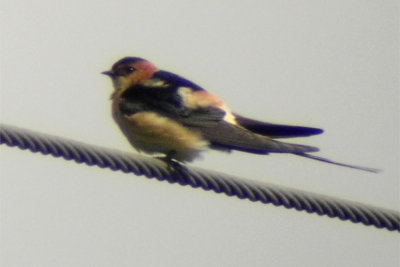Red-rumped swallow (Cecropis daurica)