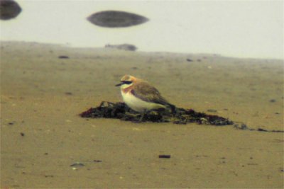 Greater sand plover (Charadrius leschenaultii)