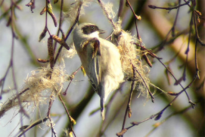 Penduline Tit (Remiz pendulinus)