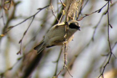 Penduline Tit (Remiz pendulinus)
