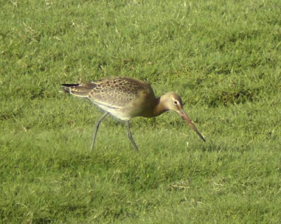 Black-tailed godwit (Limosa limosa islandica)