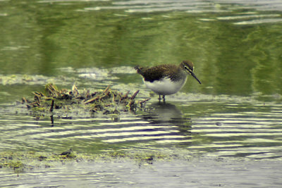 Green sanpiper (Tringa ochropus)