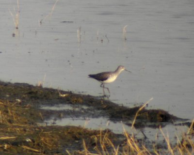 March sandpiper (Tringa stagnatilis)