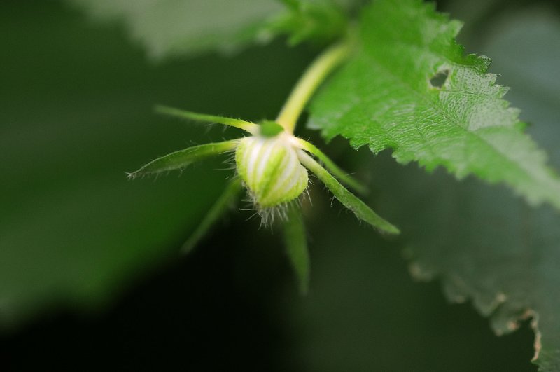 Little star