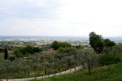  Olive groves