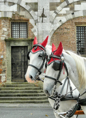 Dressed up horses, Lucca 