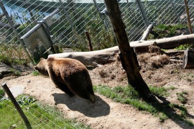 A real live bear in the Barenpark
