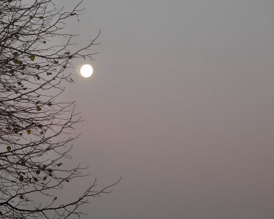 Pale pink sky in the morning moonlight