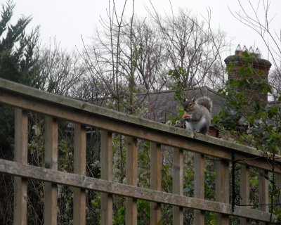 Suburban thief