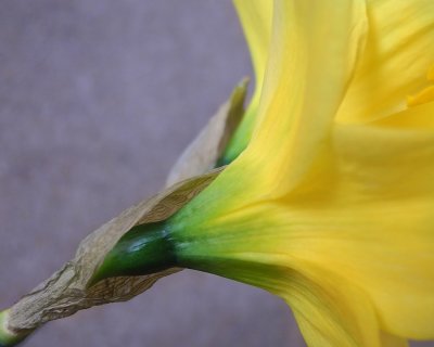 The ineffable elegance of the daffodil