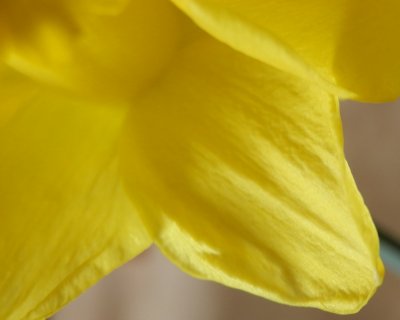 9. Petal