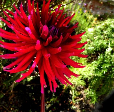 A grown up dahlia in all her glory