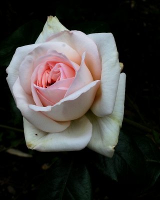 Fading roses are still beautiful