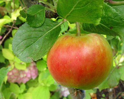 The first apple on the little apple tree