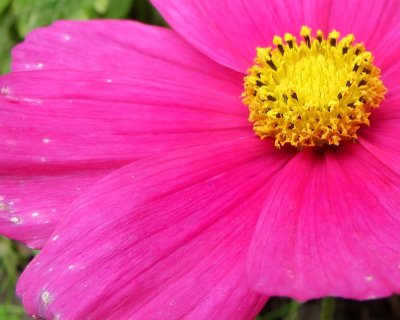 The simple but radiant pink cosmos