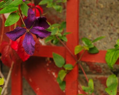 A late blooming clematis