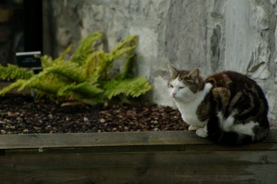 Puss guarding the gate at the castle of the Marquis of Carabas!