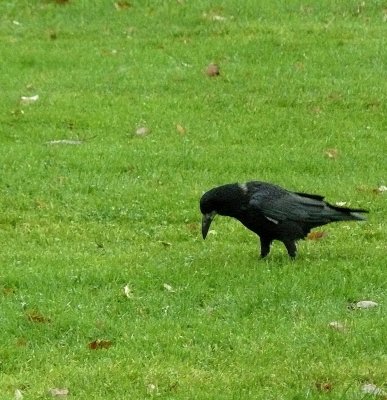 The Black Crow :  An Prachn Dubh