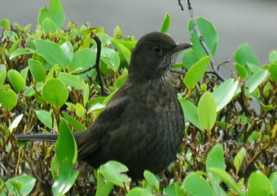Female Blackbird - Lon Dubh
