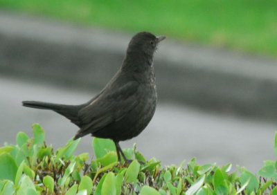 Female Blackbird 2 - Lon Dubh