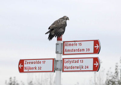 0051M-Buizerd in Flevoland op verkeersbord.jpg