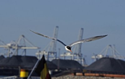 0039M-Visdief bij kolonie op de Maasvlakte kolenoverslag op achtergrond.jpg