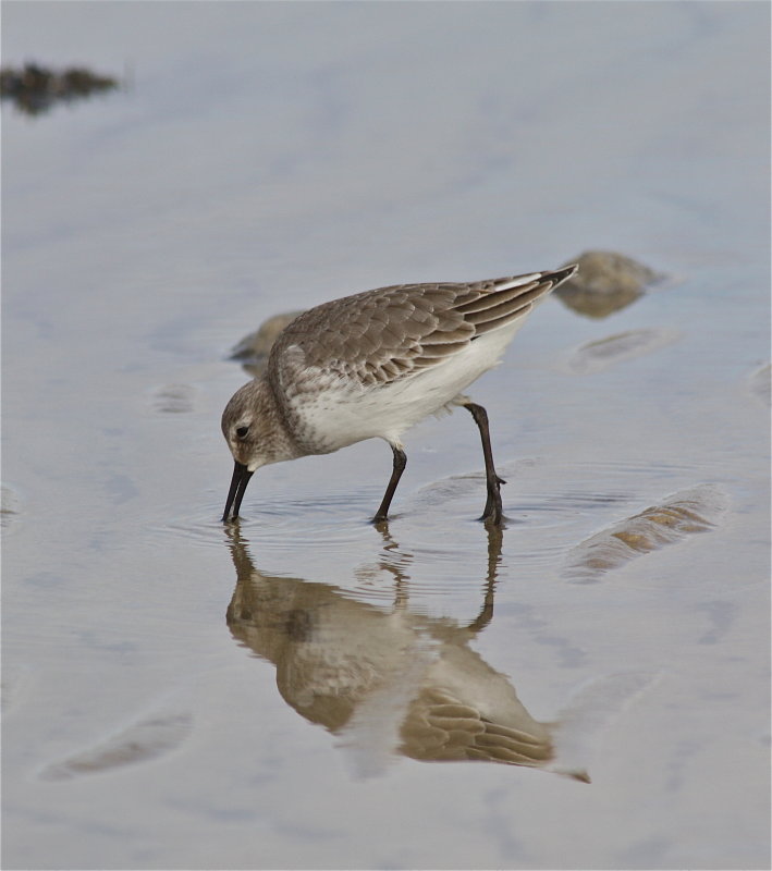 7363 Dunlin