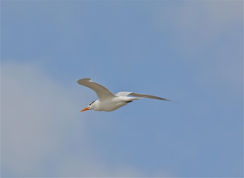 7173 Royal Tern