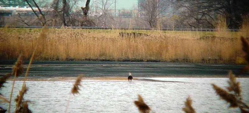 0019 Bald Eagle.JPG