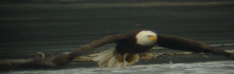 0031 Bald Eagle.JPG