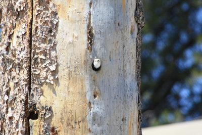 2645 White-headed Woopdpecker