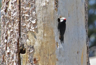 2656 White-headed Woopdpecker