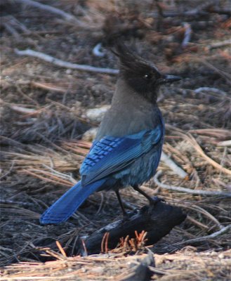 3342 Steller's Jay