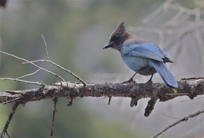 3696 Steller's Jay