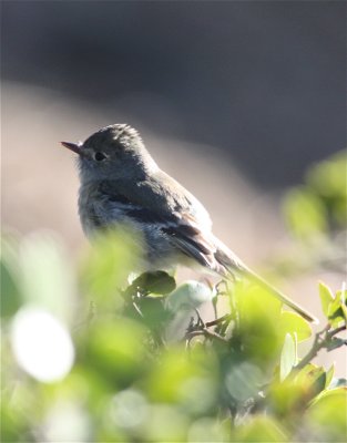 3394 Hammonds Flycatcher