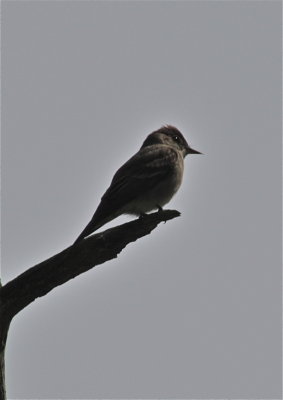 3790  Western Wood Pewee