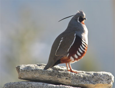 3434 Mountain Quail