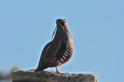 3458 Mountain Quail