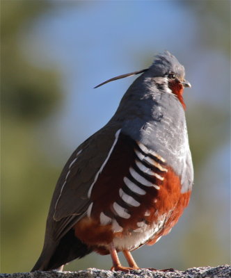 3481 Mountain Quail