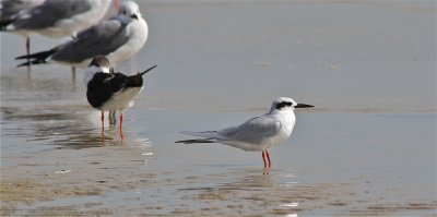 7402 Forster's Tern