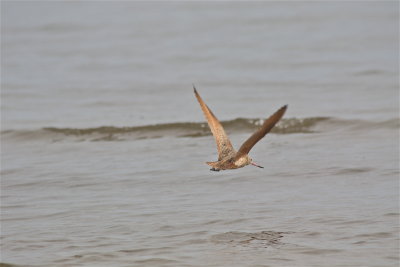 7371 Marbled Godwit