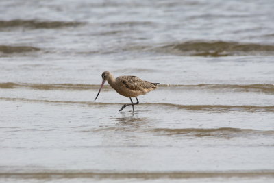 7450 Marbled Godwit