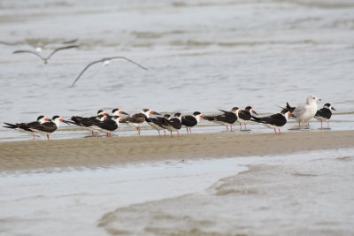 7482 Black Skimmers