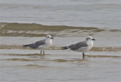 7299 Laughing Gulls